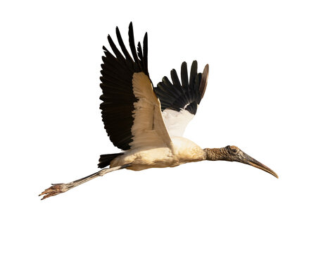 recommend clip art:  Wood stork (Mycteria americana) in flight, transparent png
                    
                    