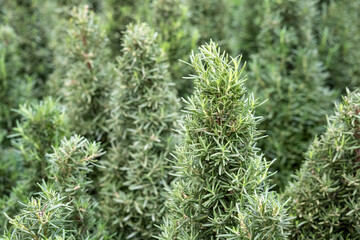 Closeup of rosemary plants shaped as Christmas trees, holiday decorations, as a nature background
