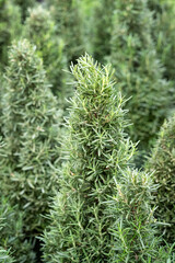 Closeup of rosemary plants shaped as Christmas trees, holiday decorations, as a nature background
