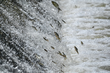 Flying fish of the world