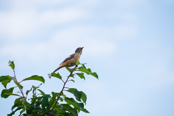 枝の先端にとまり青空を見上げるジョウビタキ