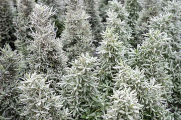 Closeup of lavender plants shaped as Christmas trees, holiday decorations, as a nature background
