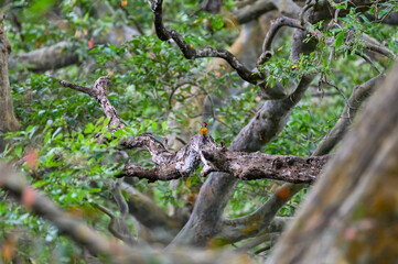 Obraz premium types of Squirrel of the world