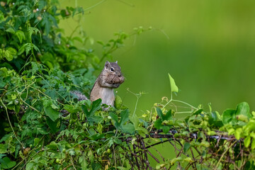 Squirrel of the world