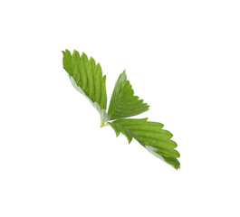 Green wild strawberry leaf isolated on white