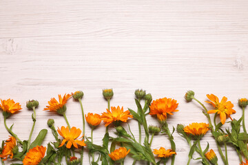 Beautiful calendula flowers on white wooden table, flat lay. Space for text