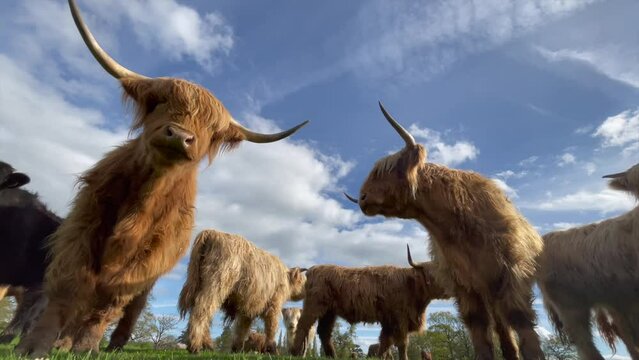 Tranquil Highland Cows Enjoying a Sunny Day in Green Pasture