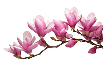 Pink spring magnolia flowers branch isolated on white background, cutout, png, Canva, Cherry blossom branch, flower petal illustration