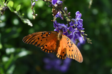 Mariposa sobre flores violetas 