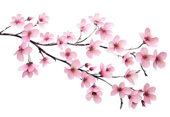 Fototapeta na wymiar Sakura blossom branch. Falling petals, flowers. Isolated flying realistic japanese pink cherry or apricot floral elements fall down vector background. Cherry blossom branch, flower petal illustration