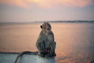 Obraz premium Alone monkey 