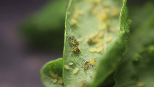 Ants and aphids work together to produce food in a mutually symbiotic relationship