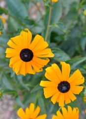Rudbeckia plants, the Asteraceae yellow and brown flowers. Like many plants, they have several common names, among which are: Black-eyed Susan, Gloriosa Daisy, and Yellow Ox Eye