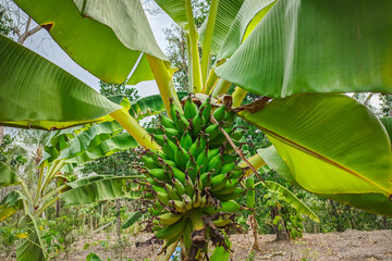 Bananas grow well in the garden