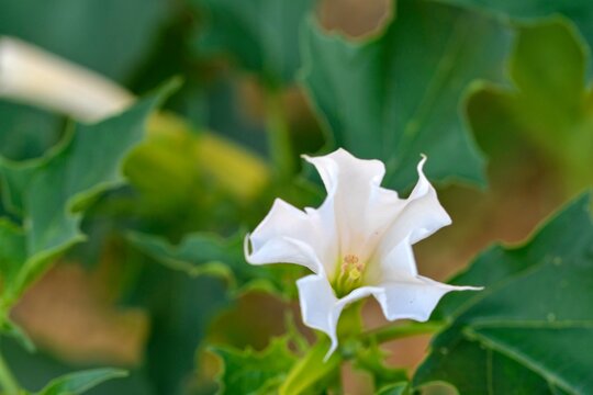 Datura stramonium, known by the common names thorn apple, jimsonweed jimson weed , devil's snare, or devil's trumpet, is a poisonous flowering plant of the nightshade family Solanaceae. 