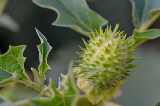 Datura stramonium, known by the common names, jimson weed, ditch weed, stink weed, loco weed,Korean morning glory, Jamestown weed, thorn apple, angel's trumpet, devil's trumpet, devil's snare.