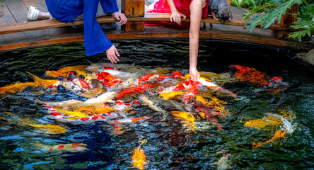 Two women hand-feed koi carp - Cyprinus Rubrofuscus. Have fun and relax by the gravel bottom pond...