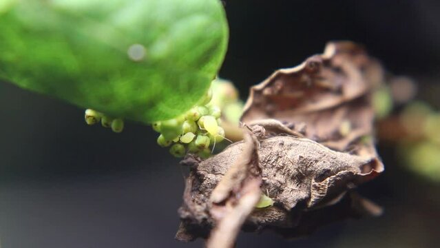 Ants and aphids work together to produce food in a mutually symbiotic relationship