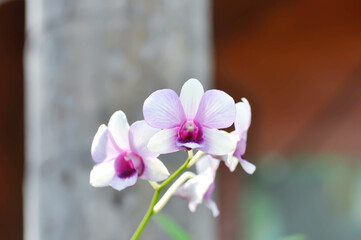 purple orchid or white and purple orchid flower, orchid or ORCHIDACEAE