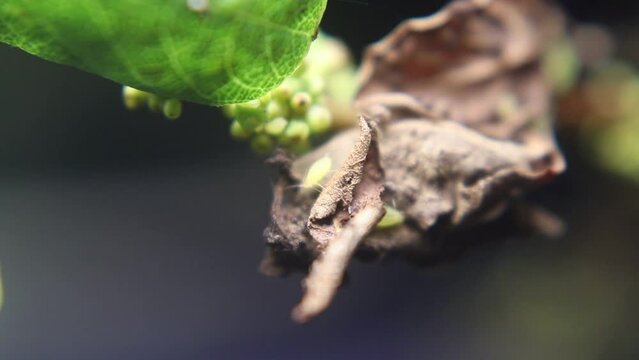 Ants and aphids work together to produce food in a mutually symbiotic relationship