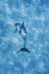 Wild Hawaiian Spinner Dolphin swimming in clear Ocean Water 