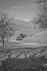 Gyeongju, South Korea - November 20 2023 "Daereungwon Tomb Complex"