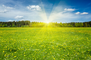 Summer meadow on sunset with blu sky and sun rays - obrazy, fototapety, plakaty