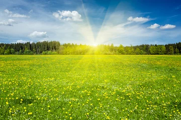 Crédence de cuisine en verre imprimé Prairie, marais Summer meadow on sunset with blu sky and sun rays