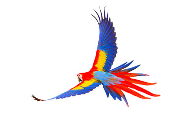 Naklejka premium Colorful flying parrot isolated on transparent background png file