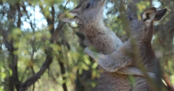 Kangaroos fighting in woods