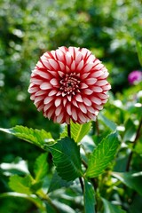 dahlia flower