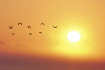 Harmony in flight, birds in misty sunset - 679922749