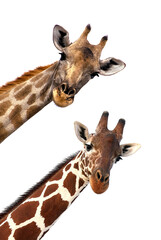 Heads of two giraffes against a pristine white background