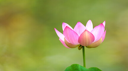 Summer elegance, blooming lotus blossom - 679922771