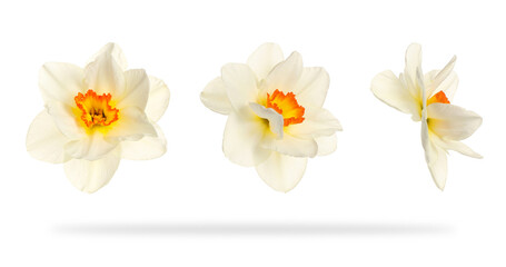 Set of beautiful narcissus flowers isolated on white