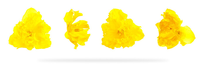 Set of beautiful yellow narcissus flowers isolated on white