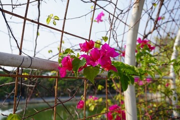 flowers in the garden