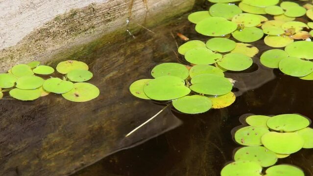 Amazon frogbit (Limnobium laevigatum) floating on water surface, showing round green leaves and long roots in a calm freshwater habitat.