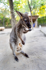 Brown kangaroo stand with clean it's front leg with mouth in part of the garden with relax action.