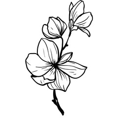 flower hand drawn