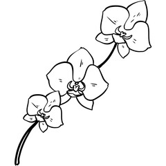 orchid flower