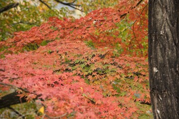 紅葉