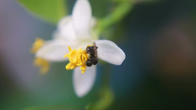 Trigona laeviceps is a species of stingless bee found in certain regions of Asia, particularly in countries like Indonesia, Malaysia, and Thailand