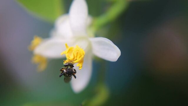 Trigona laeviceps is a species of stingless bee found in certain regions of Asia, particularly in countries like Indonesia, Malaysia, and Thailand