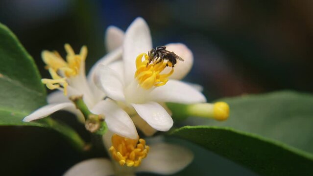 Trigona laeviceps is a species of stingless bee found in certain regions of Asia, particularly in countries like Indonesia, Malaysia, and Thailand