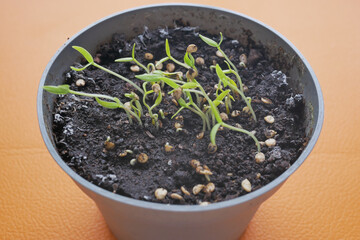 putting small seed of hot pepper in a pot with soil 