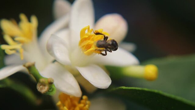 Trigona laeviceps is a species of stingless bee found in certain regions of Asia, particularly in countries like Indonesia, Malaysia, and Thailand