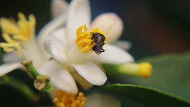 Trigona laeviceps is a species of stingless bee found in certain regions of Asia, particularly in countries like Indonesia, Malaysia, and Thailand