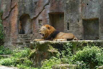 Obraz premium Lions (Panthera leo) are iconic and majestic big cats known for their strength, social structure, and dominance as apex predators in their habitats. |雄獅子
