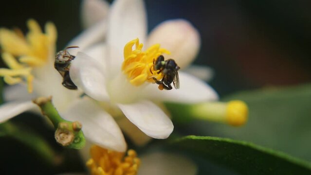 Trigona laeviceps is a species of stingless bee found in certain regions of Asia, particularly in countries like Indonesia, Malaysia, and Thailand